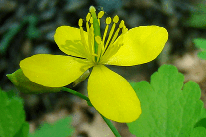 Bunga herba Celandine untuk penyingkiran papilloma